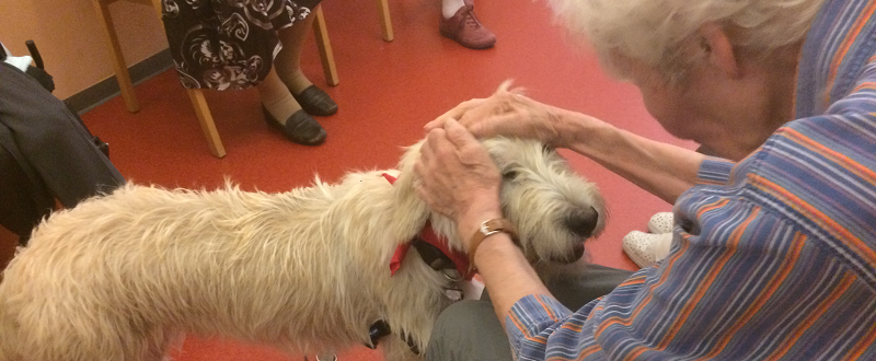 Terrier-Retriever-Mischlingshund Fritz wird von einer älteren Dame im Rollstuhl am Kopf gekrault