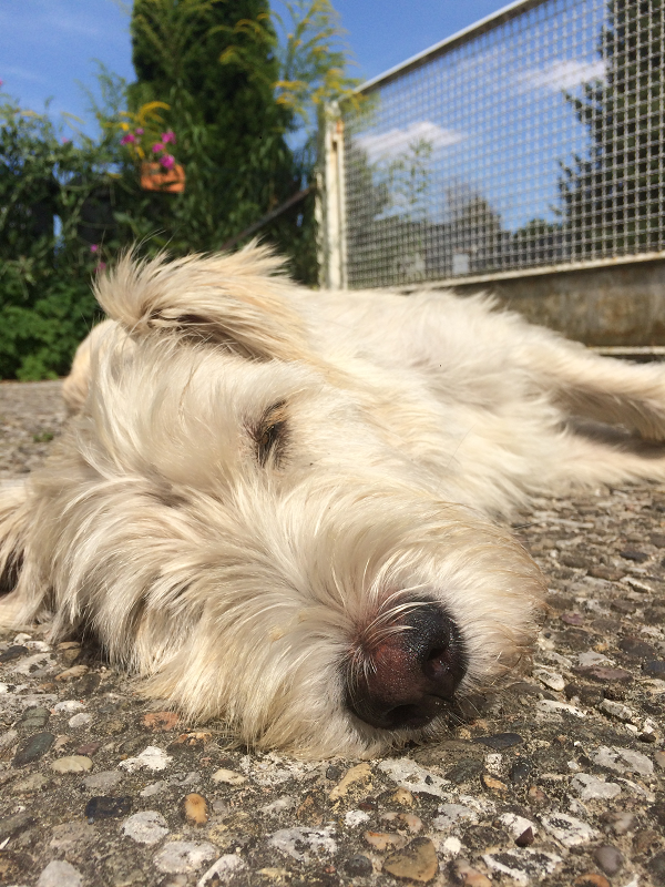 Terrier-Retriever-Mischling Fritz in der Sonne liegend