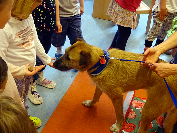 Besuchshund Diggles mit Kita-Kindern