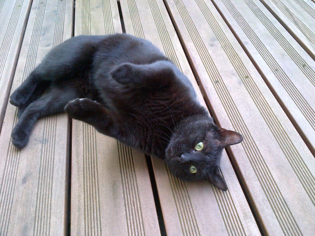 Besuchskatze Morgan auf einem Balkon
