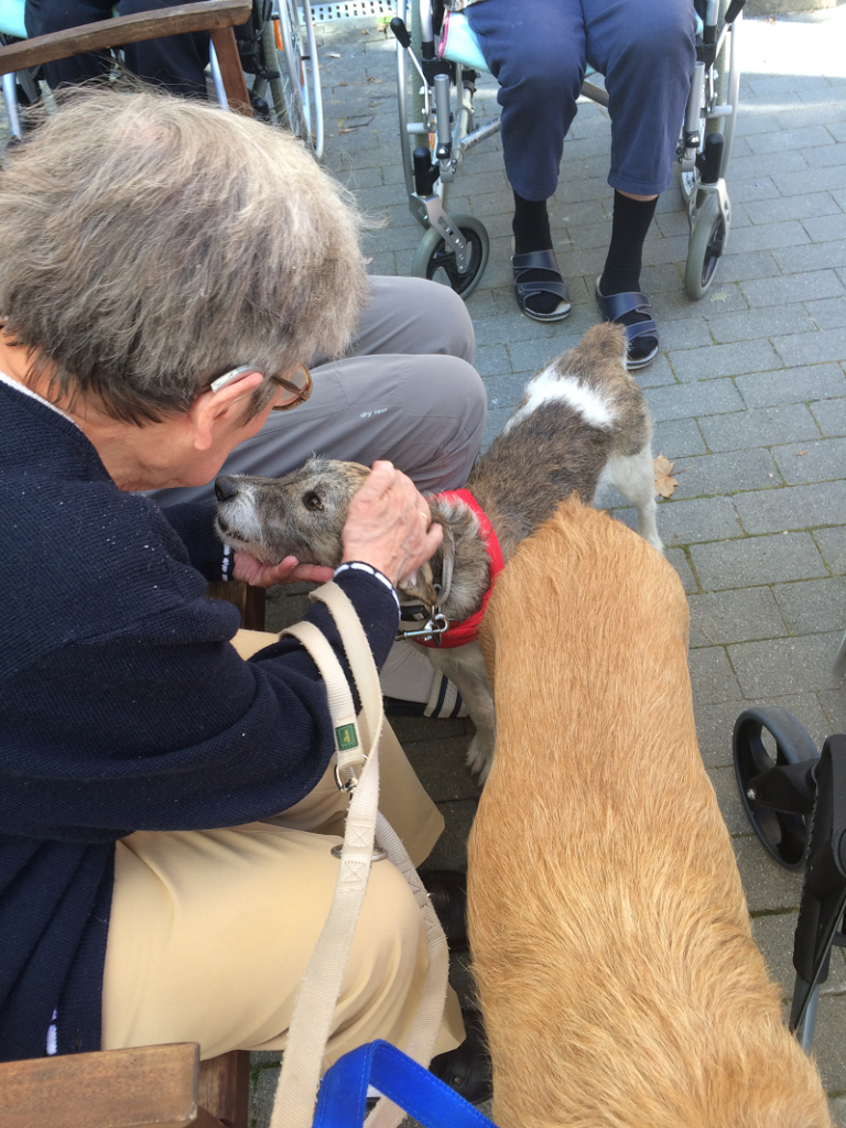 Besuchshund Terriermischling Luca wird von einer älteren Dame im Rollstuhl gekrault