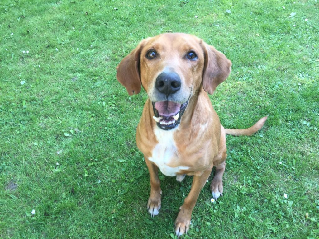 Besuchspfoten Jagdhundmischling Waggy-Joe im Gras sitzend