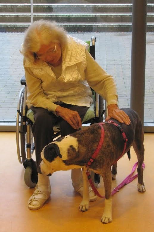 Dogo-Mischlingshündin Betsy wird von einer älteren Dame im Rollstuhl gestreichelt