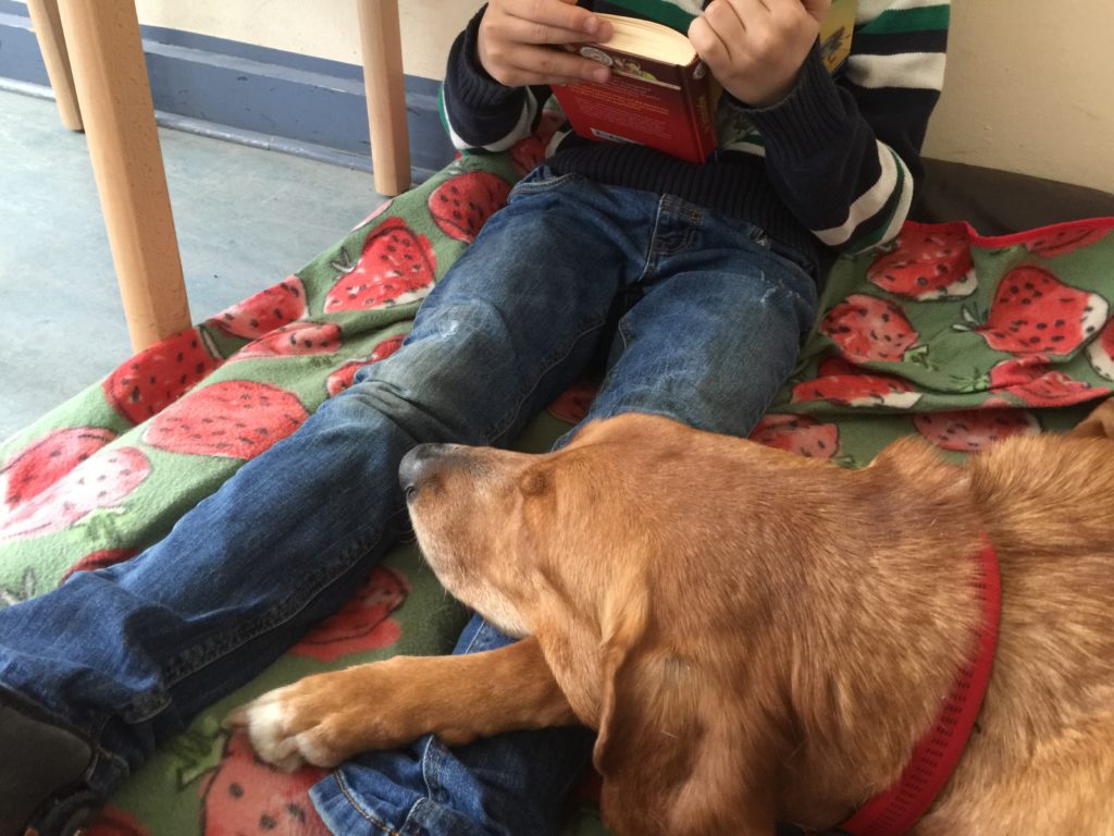 Lesepfoten Jagdhundmischling mit seinem rotbraunen Kopf auf den Beinen eines lesenden Kindes