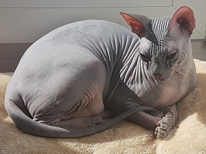 Nacktkatze Leander auf einem Kissen in der Sonne liegend